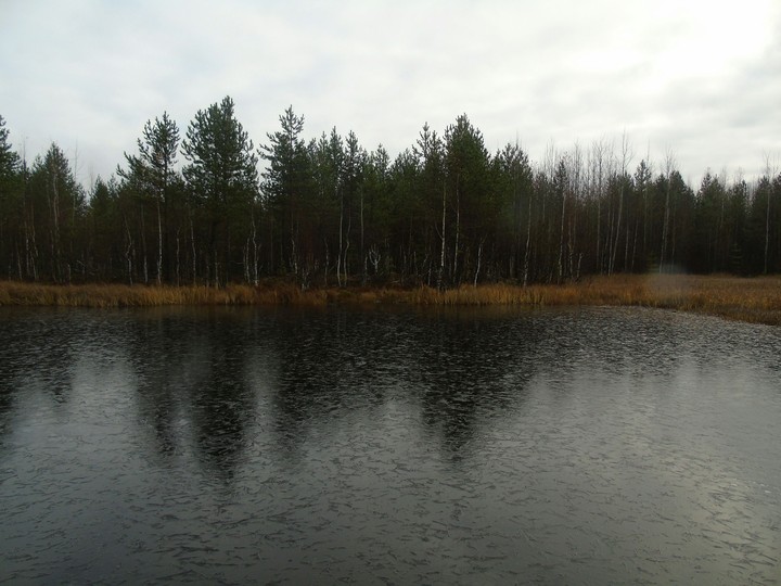 In forest