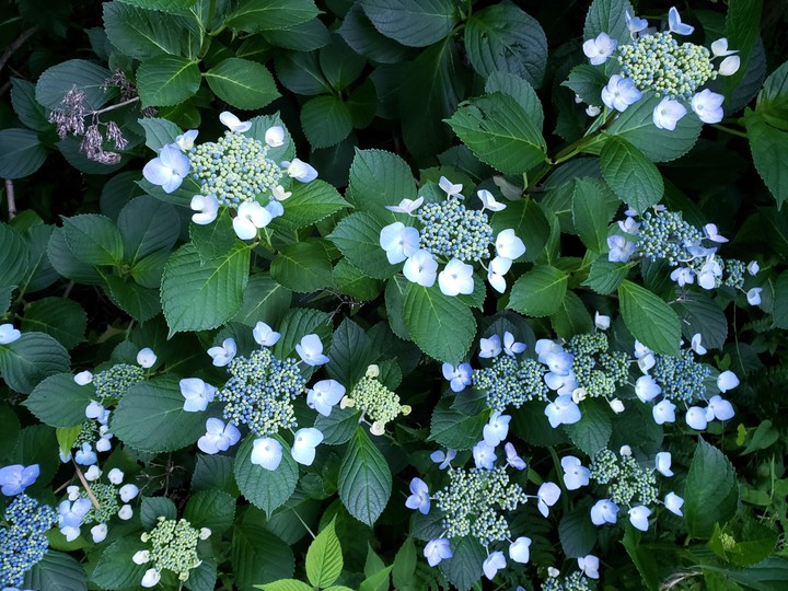 山の紫陽花‼️
