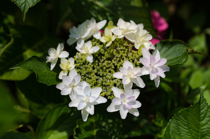 cluster hydrangea
