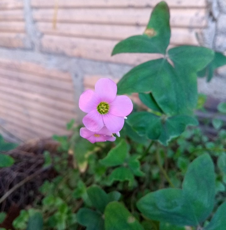 Flor silvestre.
