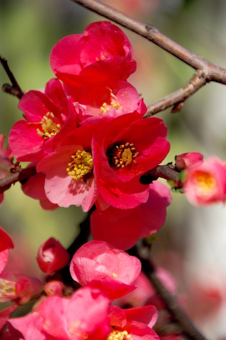 The first flowers