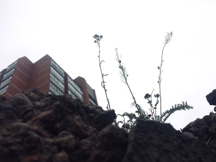 Nature VS Civilization