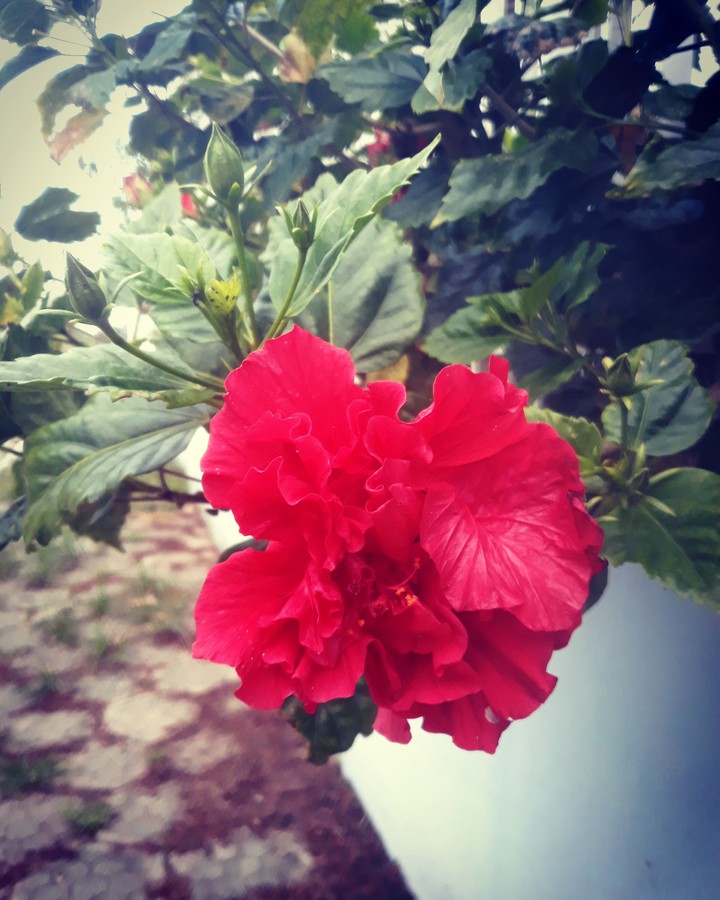 flower