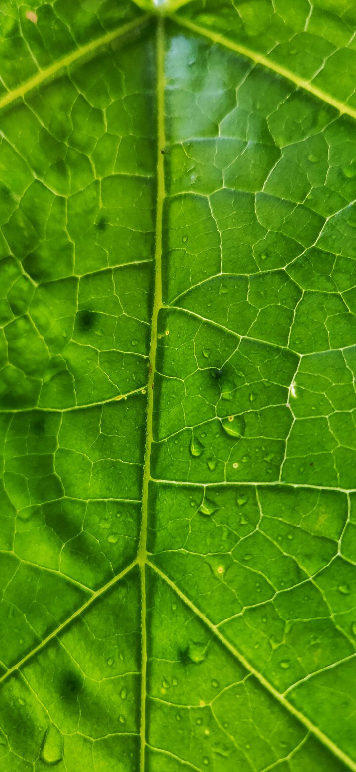 Green leaf