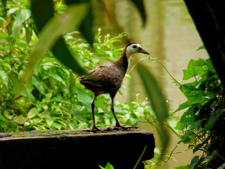 White Breasted Waterhen