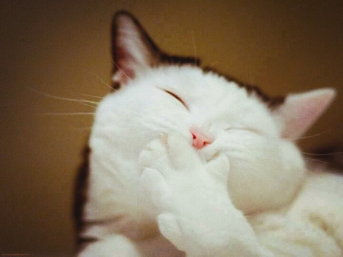 kitty