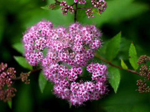 Spirea