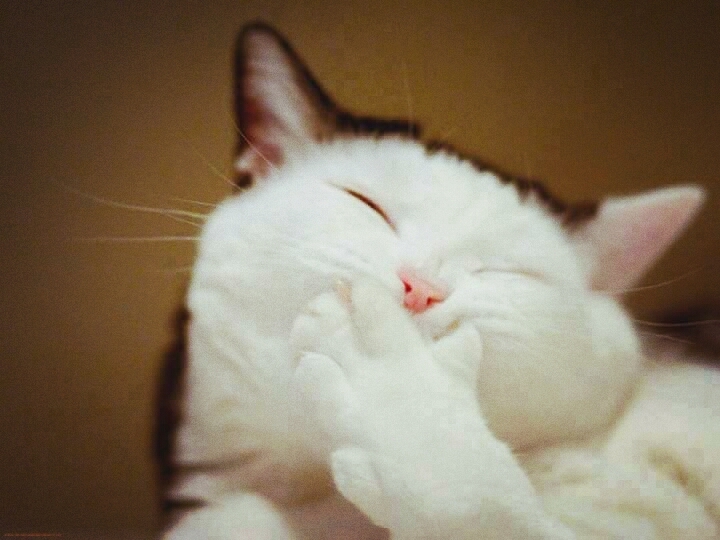 kitty