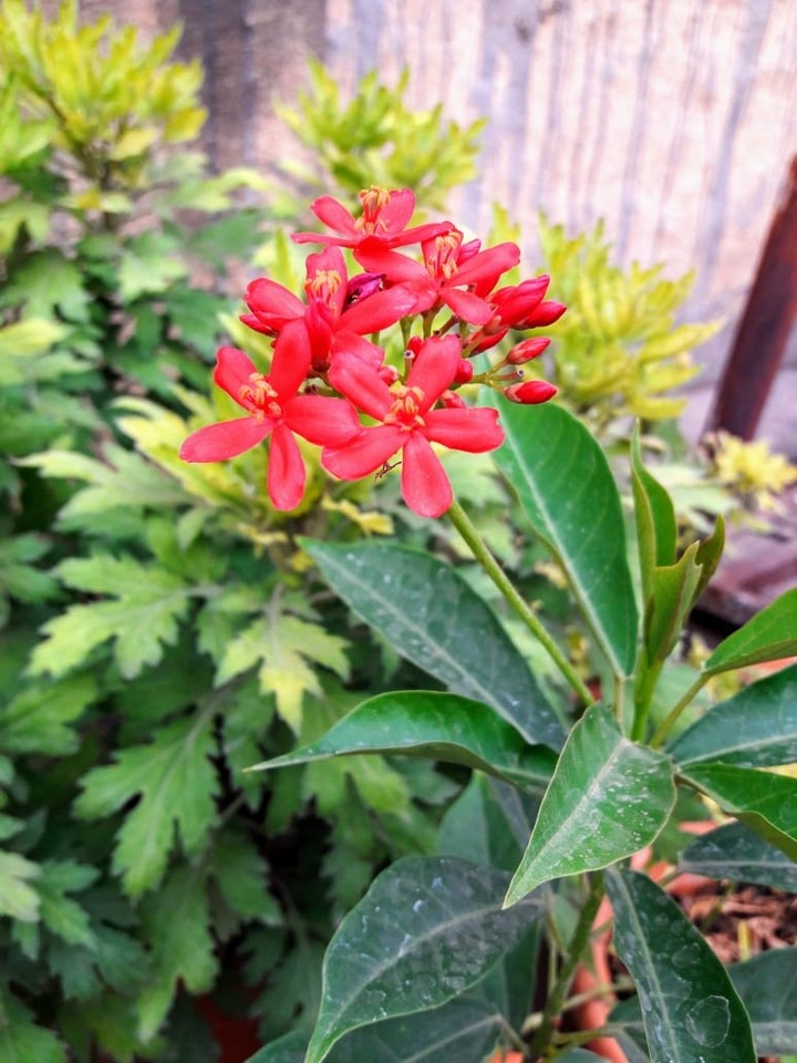 Nature lover#flower