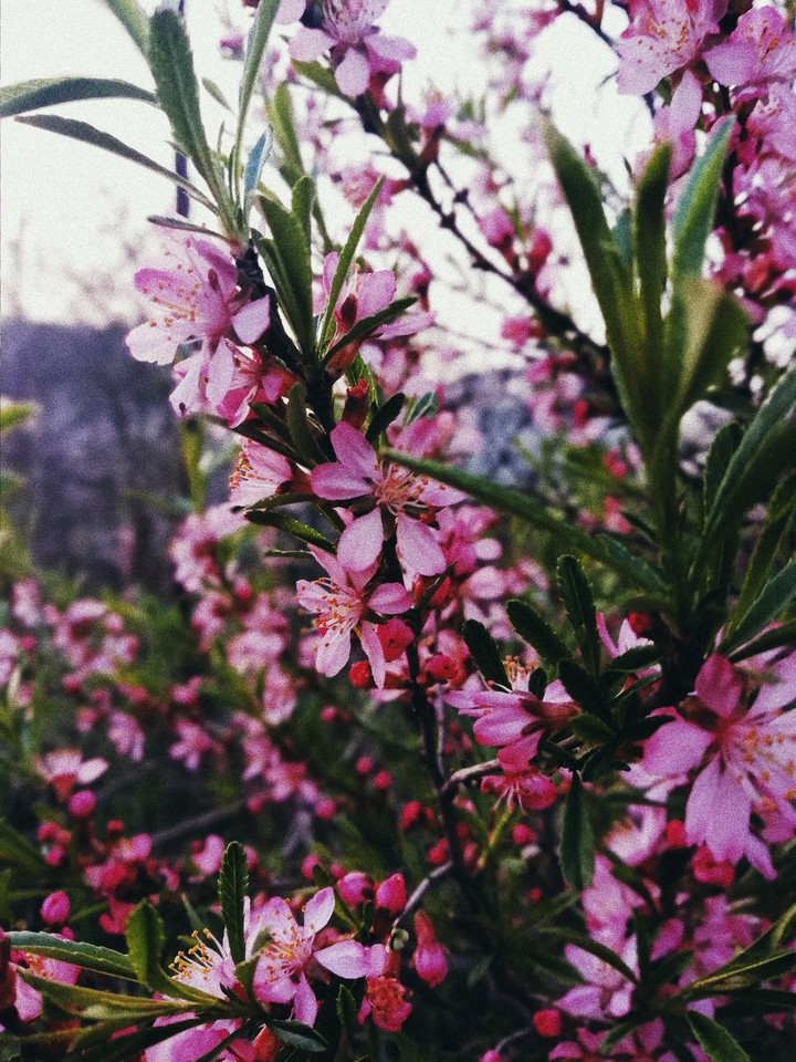 spring blossom