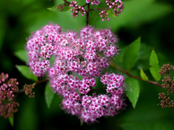 Spirea