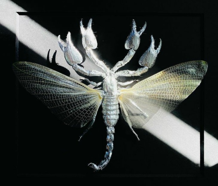 sfondi wing, insect