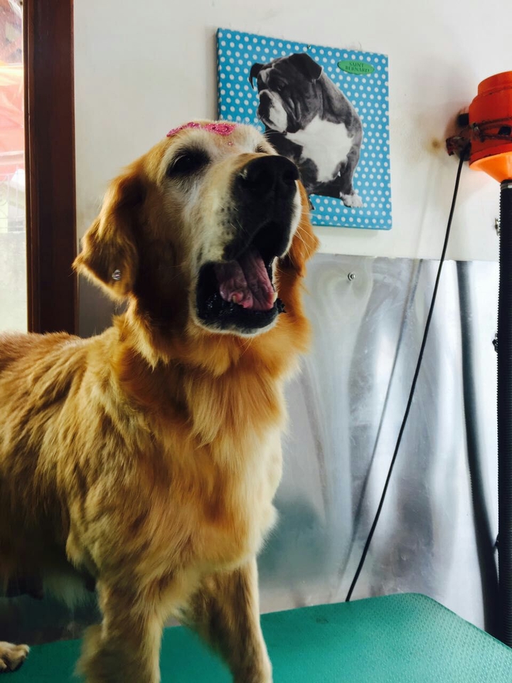#dog #goldem