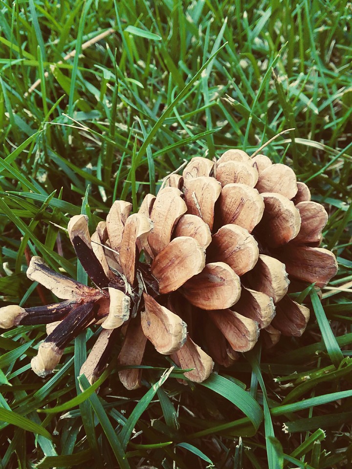 pine cone