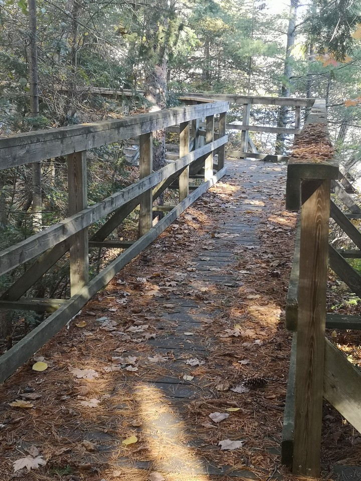 bridge in the woods