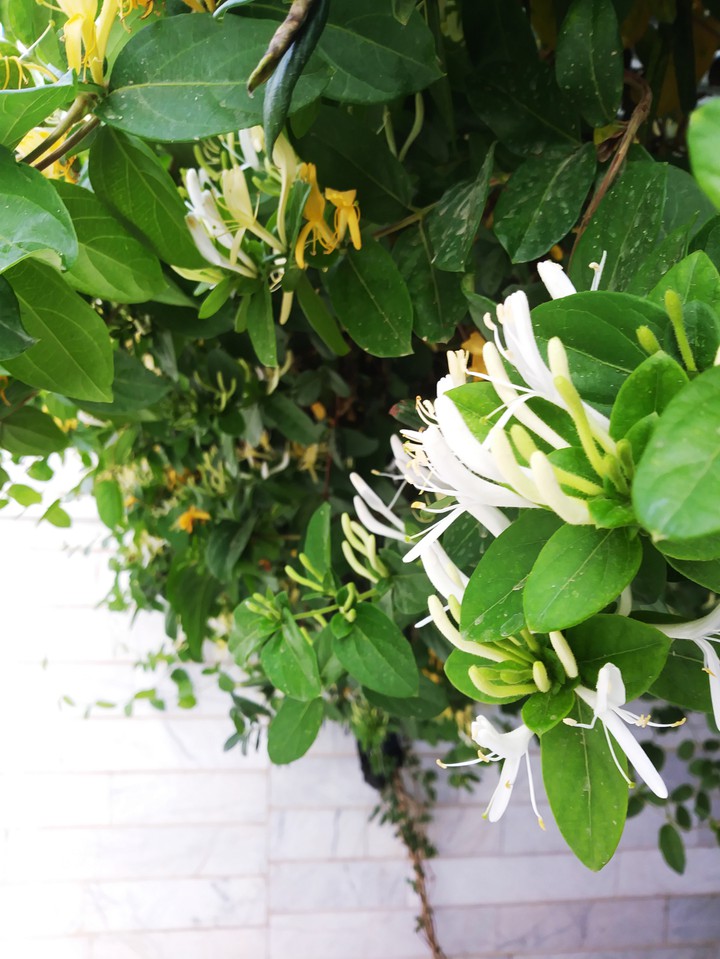 Jasmine گل یاس