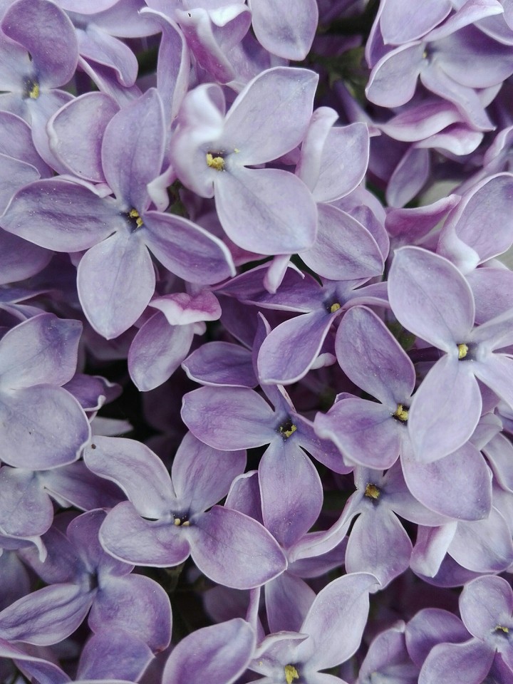 lilac