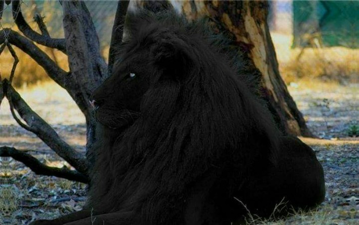 black lion