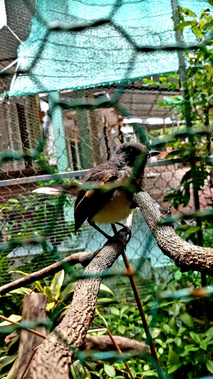 Vietnamese nature