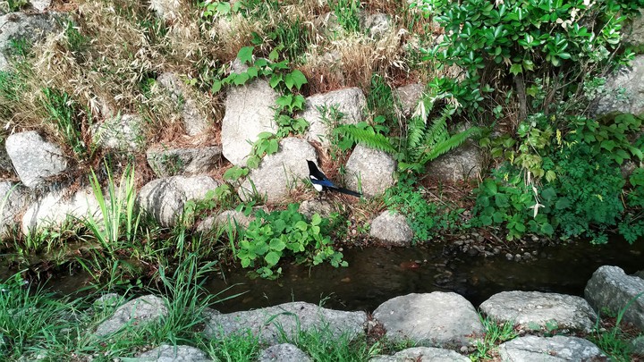 nature