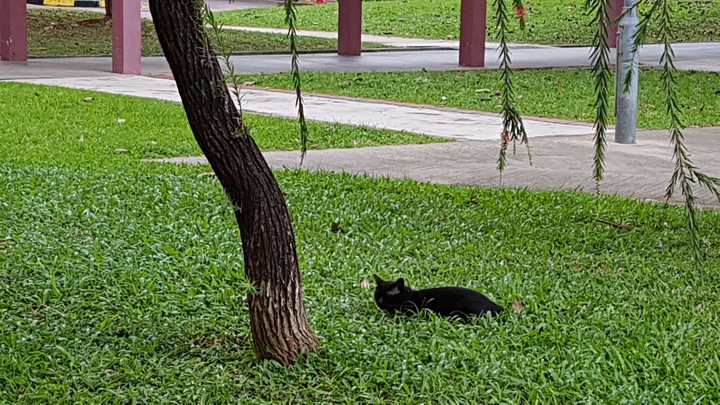Cat