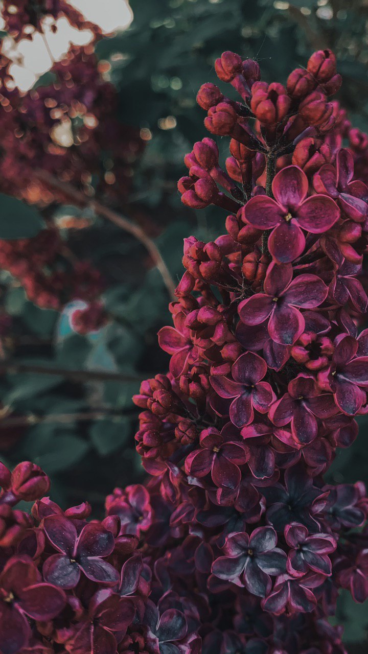 flower tree