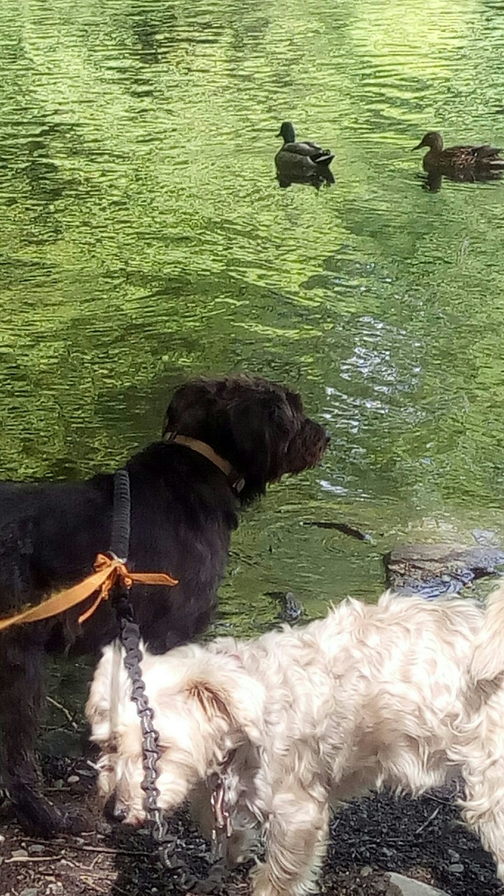 animals