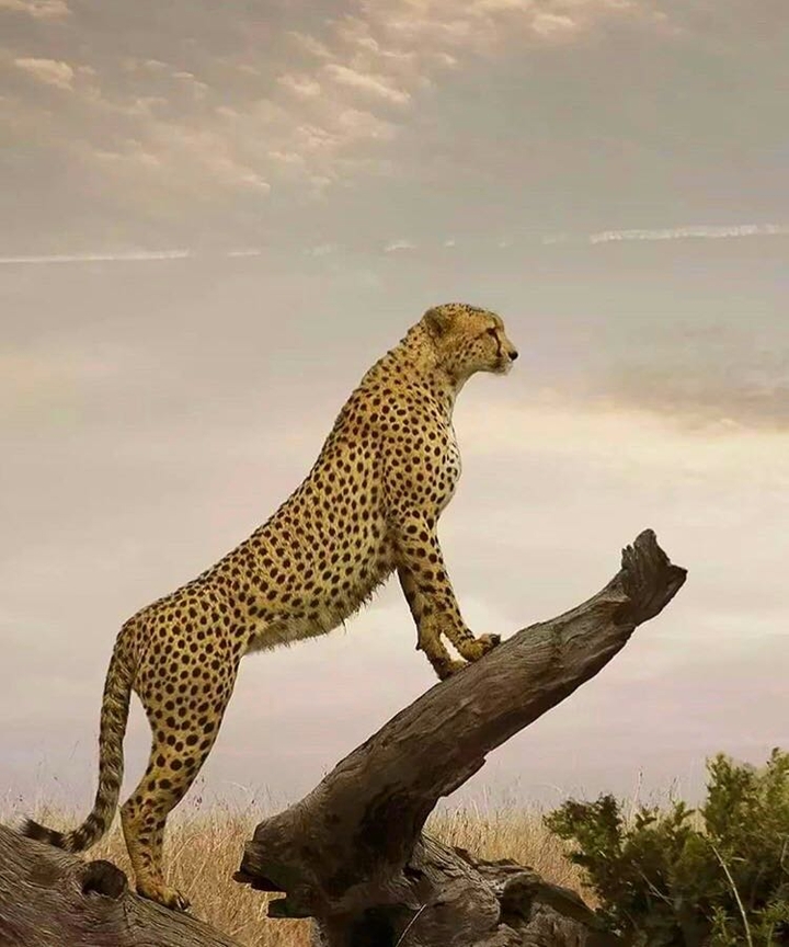 cheetah