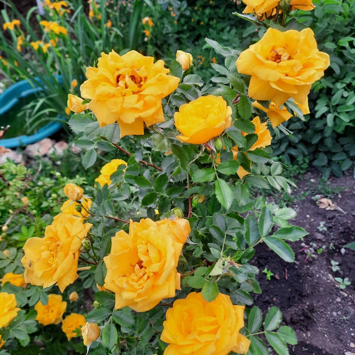 yellow roses