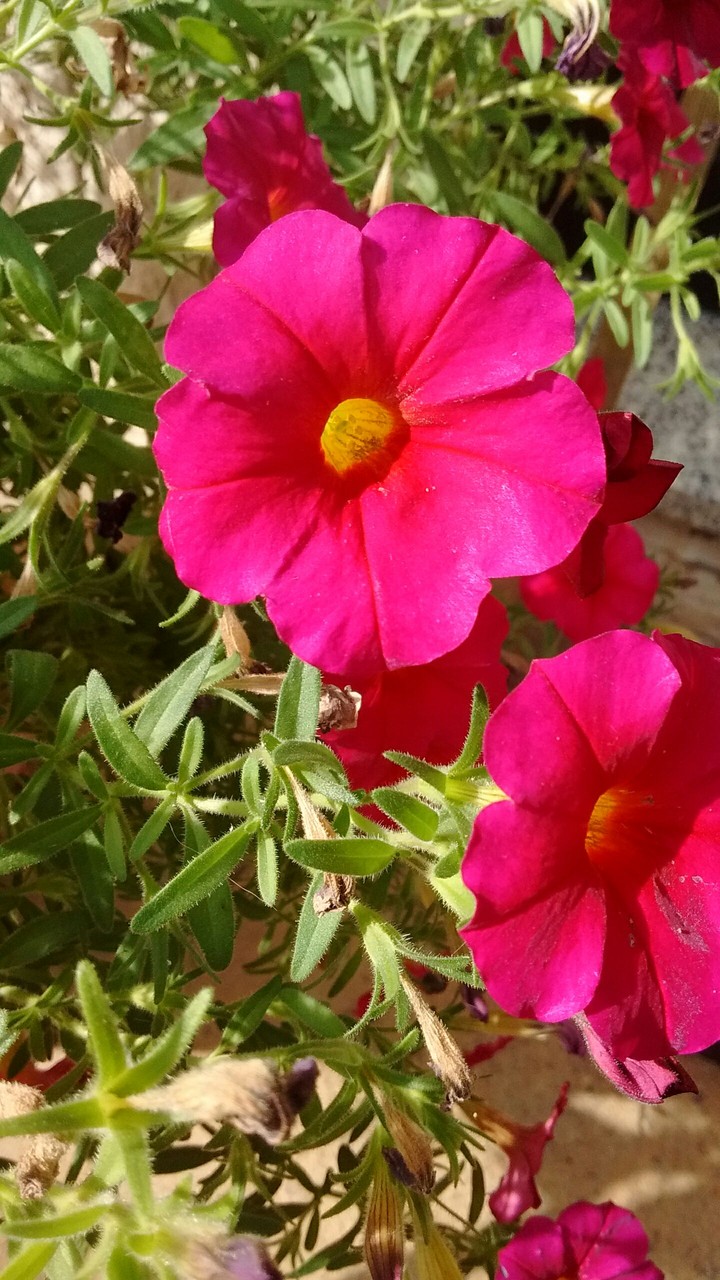flower