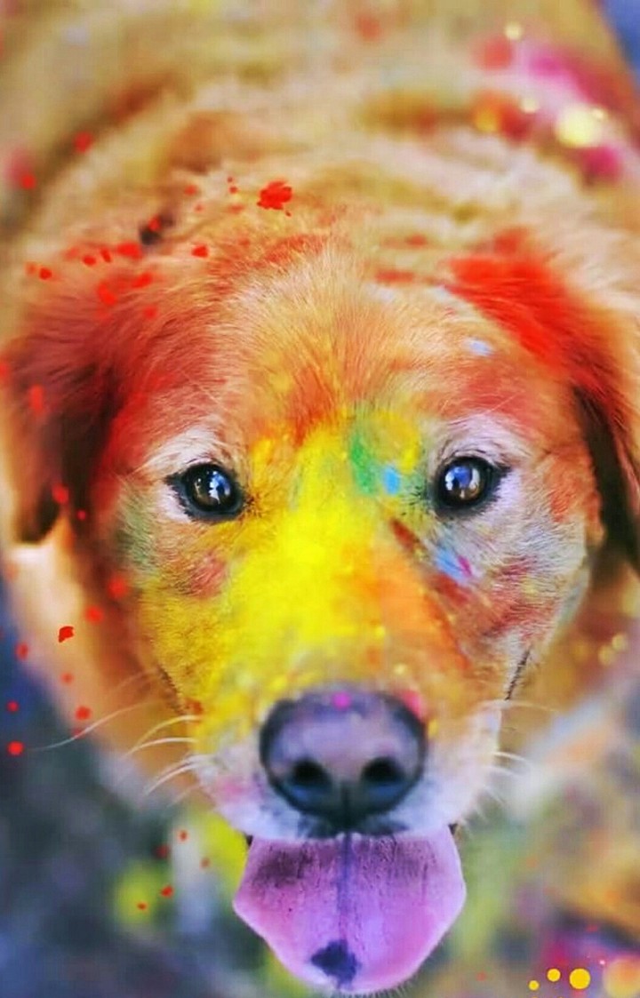 Dog after holi❤