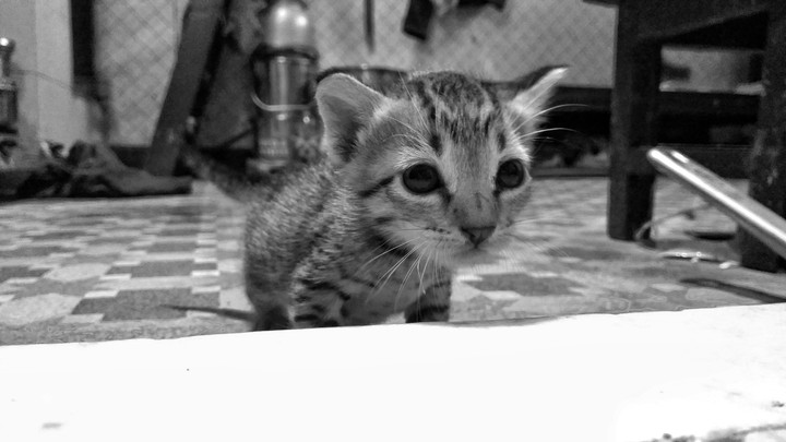 cat