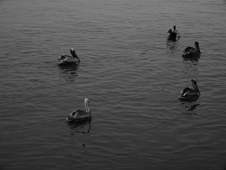 pelicans at the beach