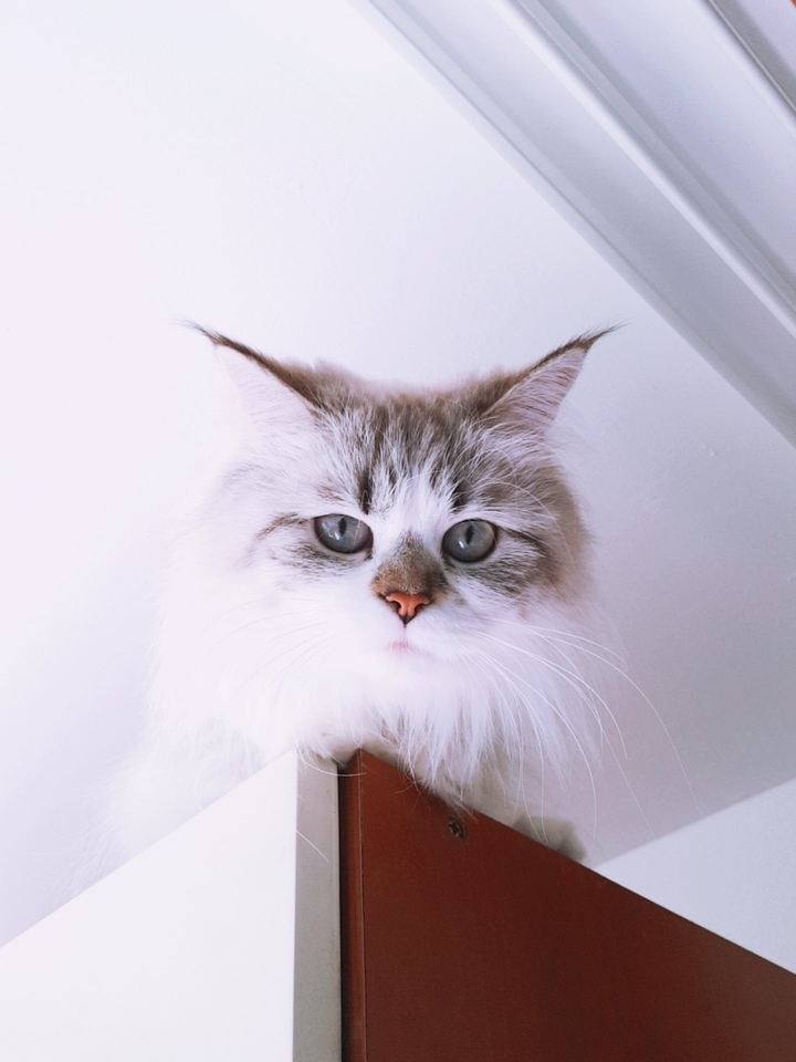 장롱위 고양이