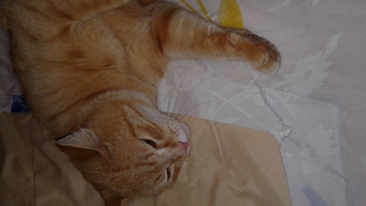 Котик Рыжик
