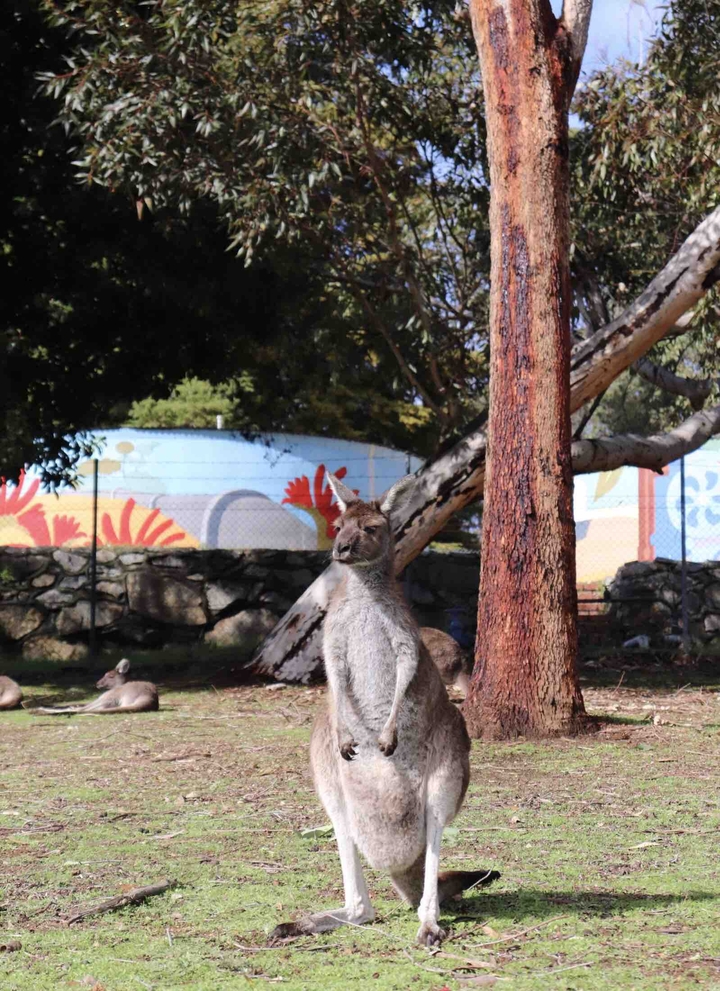 kangaroo