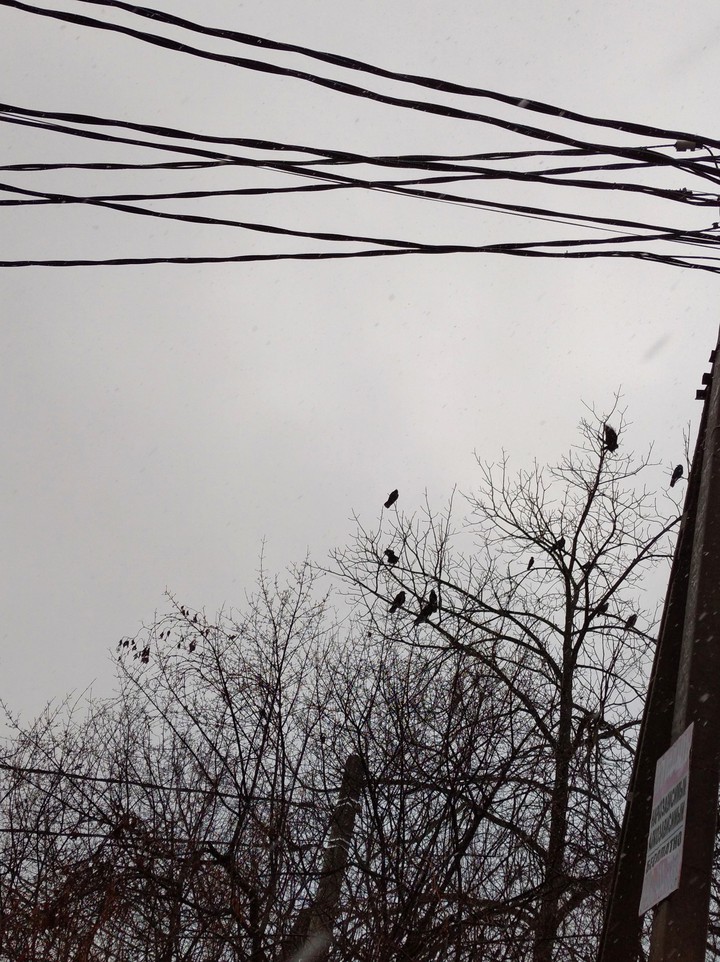вороны