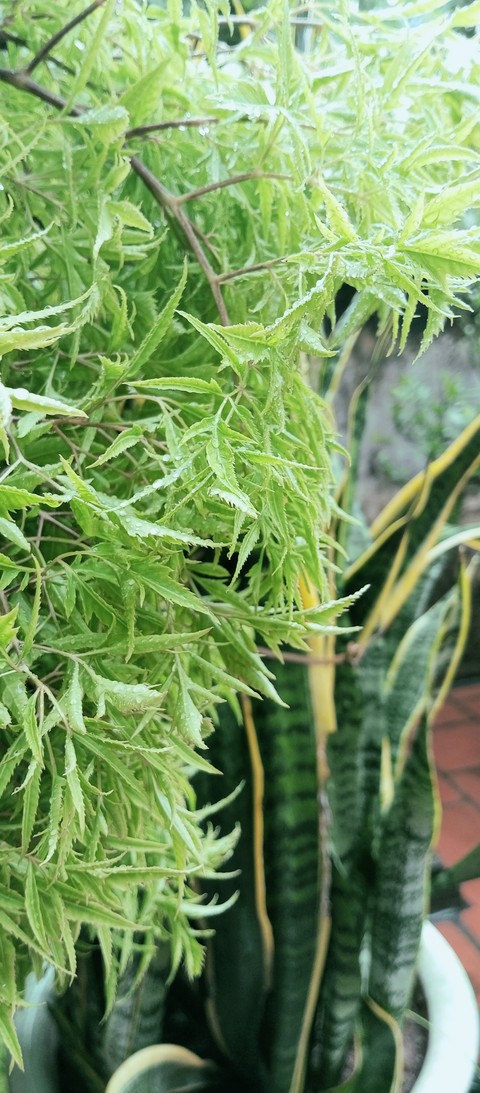 Green Life