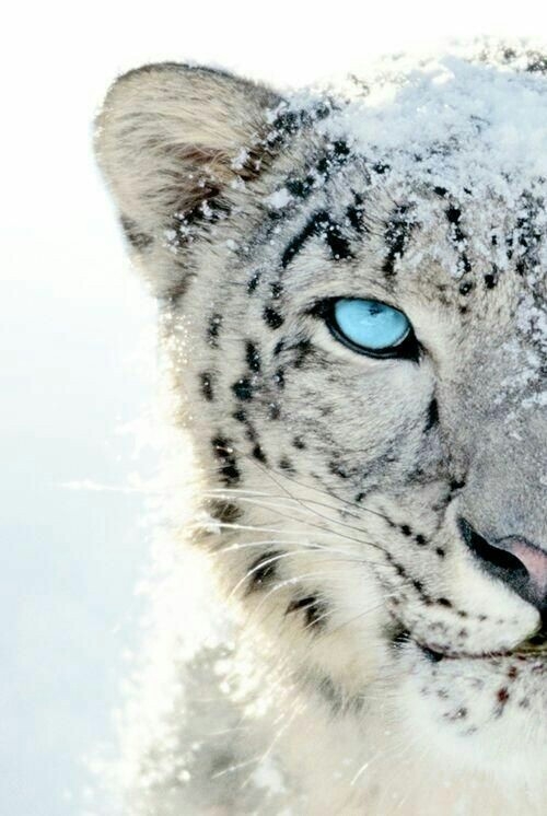 white tiger | blue eyes