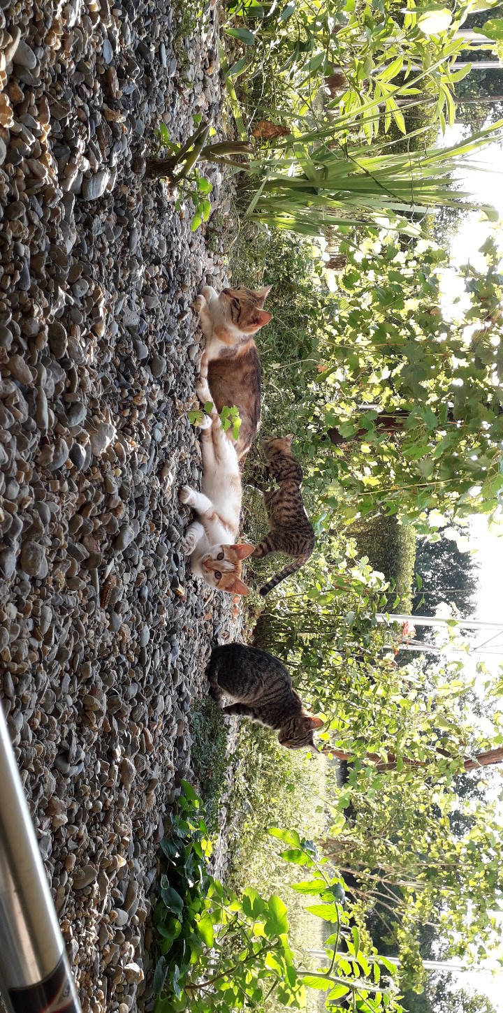 Babys