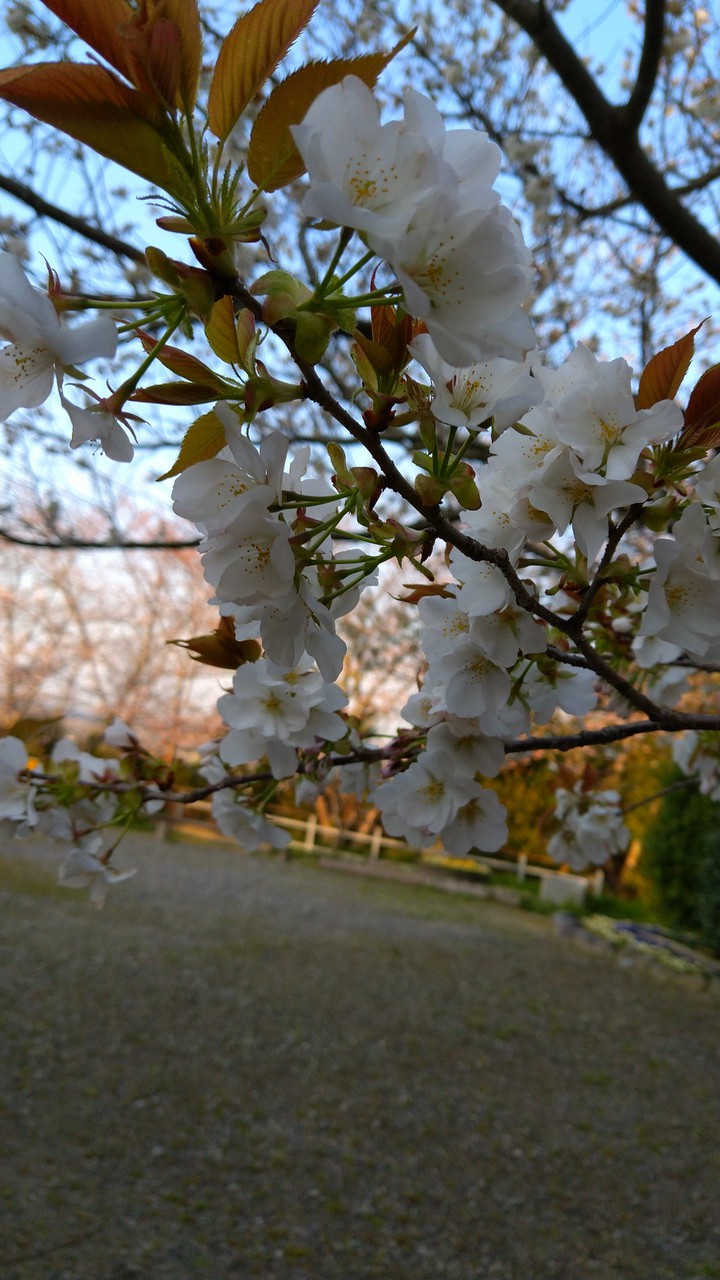 SAKURA
