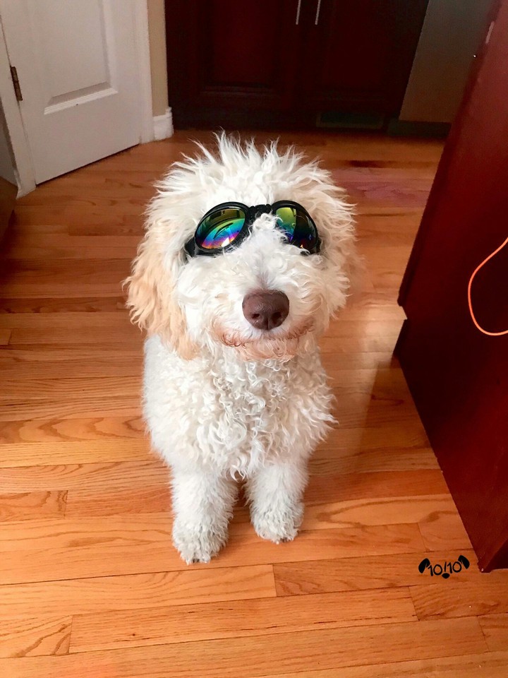 Dog...