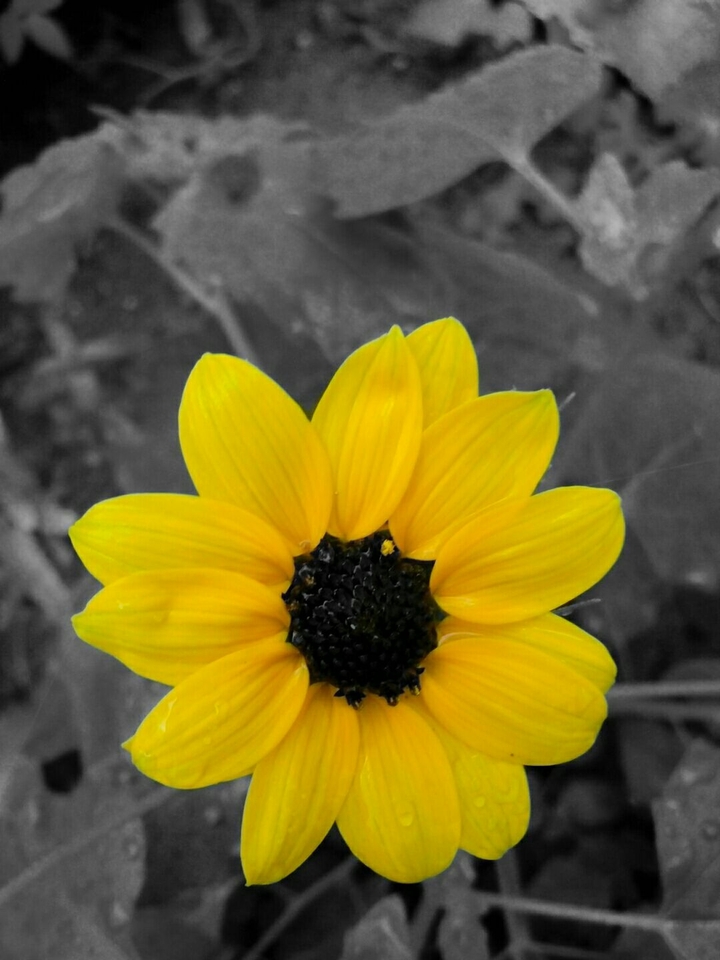 sunflower splashed