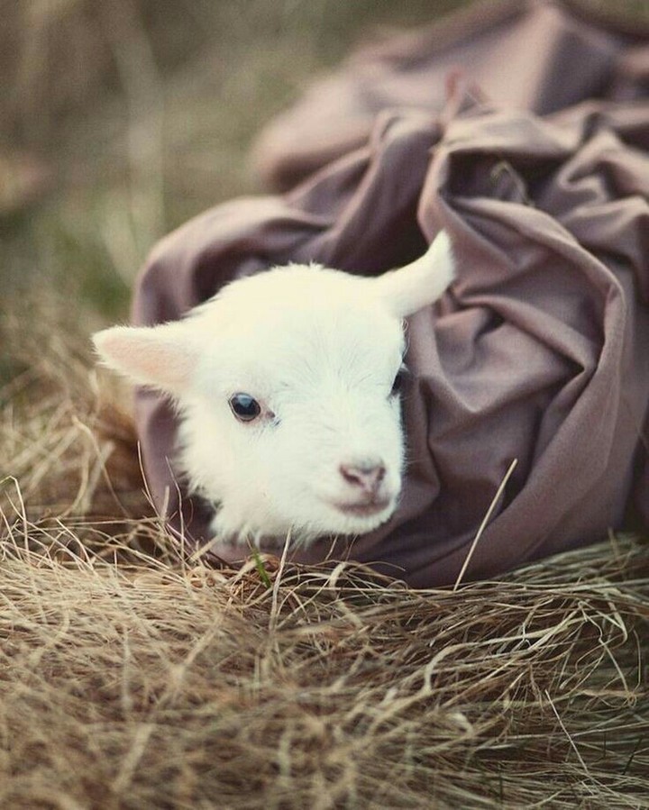 Goat