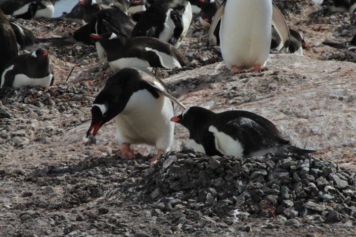 penguin