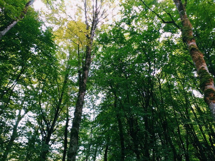 trees
