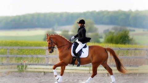 Equestrian Sport - Dressage(I think)