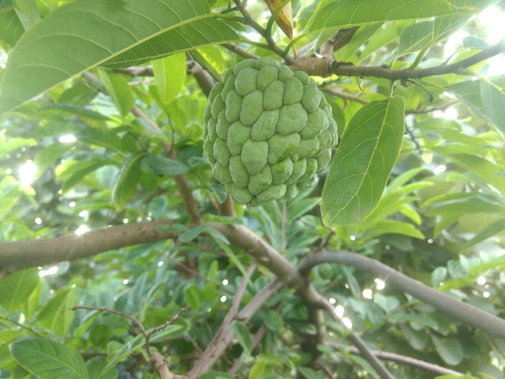 green new born