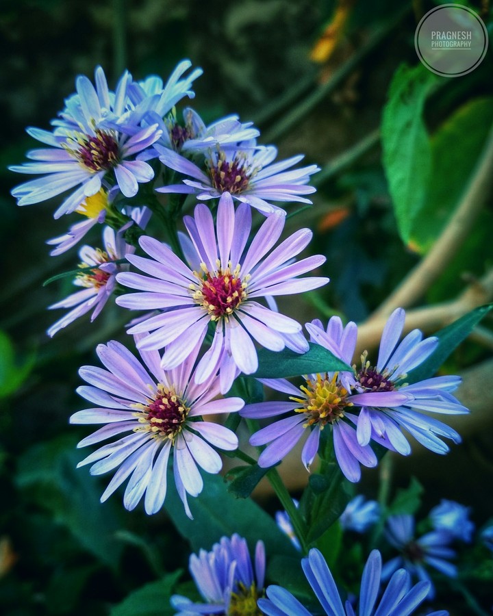 While Exploring the site  this flower plant got my attention