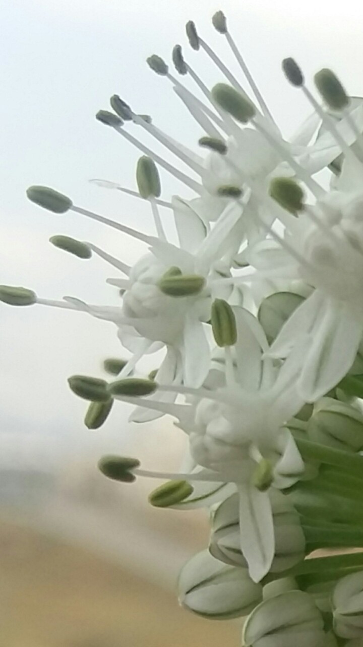 brideBeautyOnion